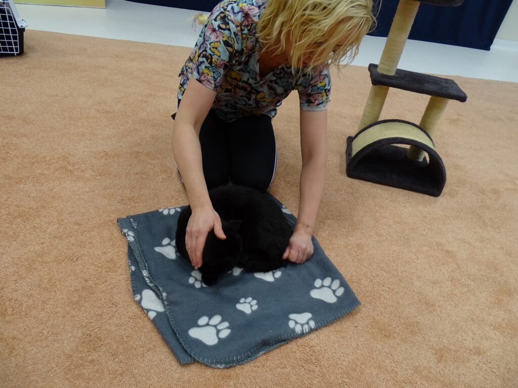 Kotek leży na kocyku