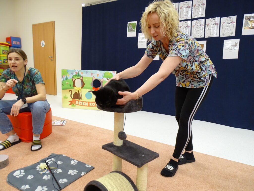 Kotek siedzi na drapaku